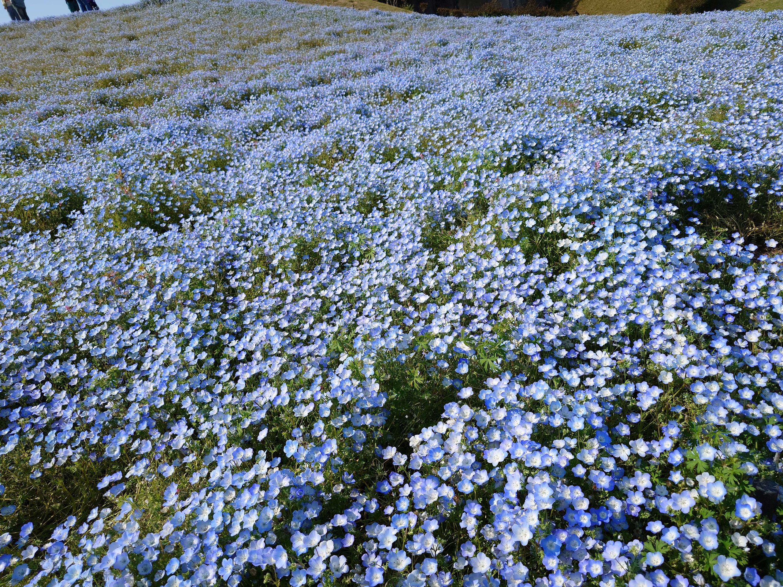 🌼一面のネモフィラ🌼