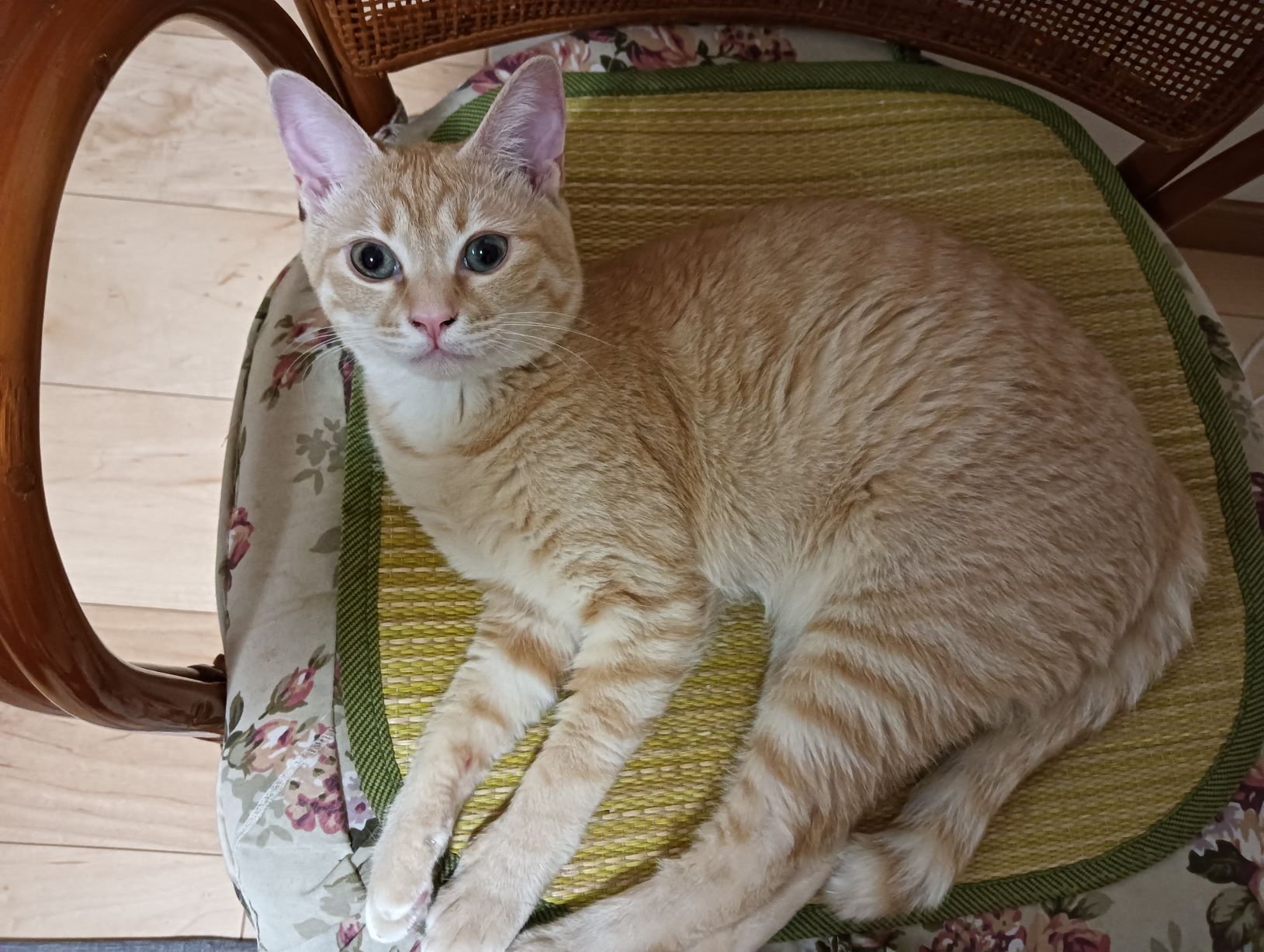😺我が家の日常😺