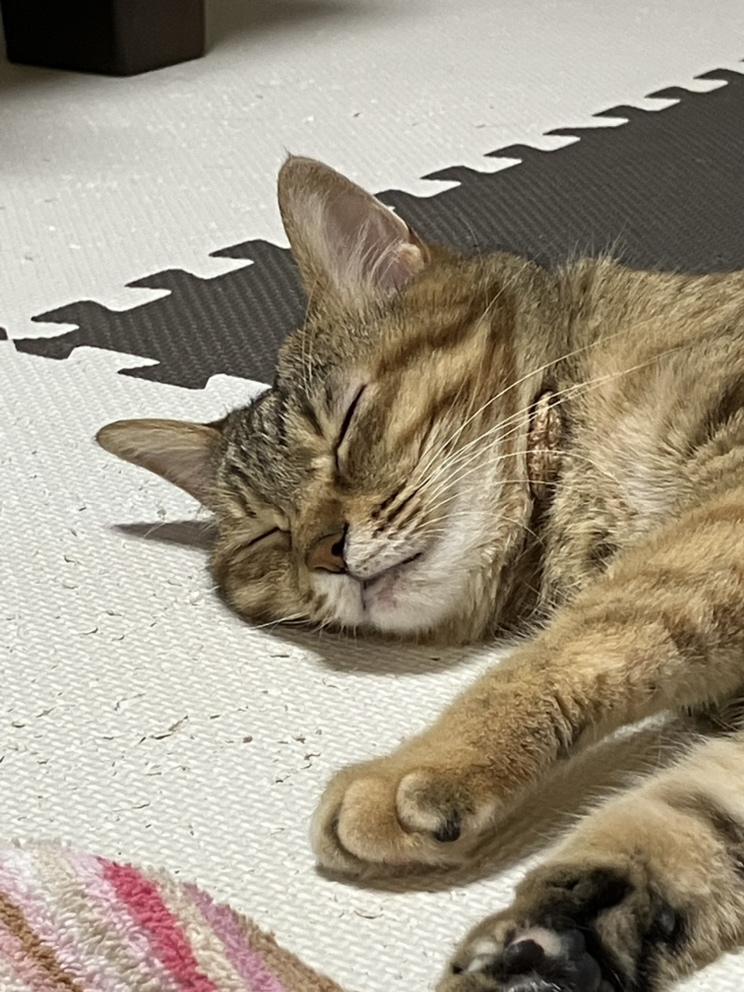 ２１日から営業を再開しています。