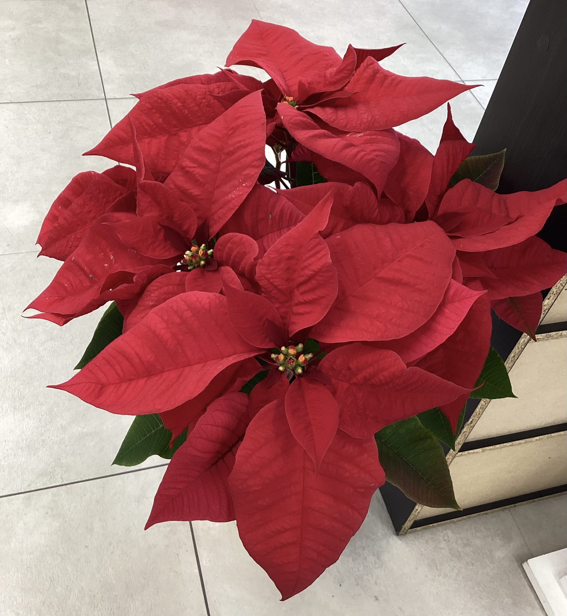 🎄模様替え🎄