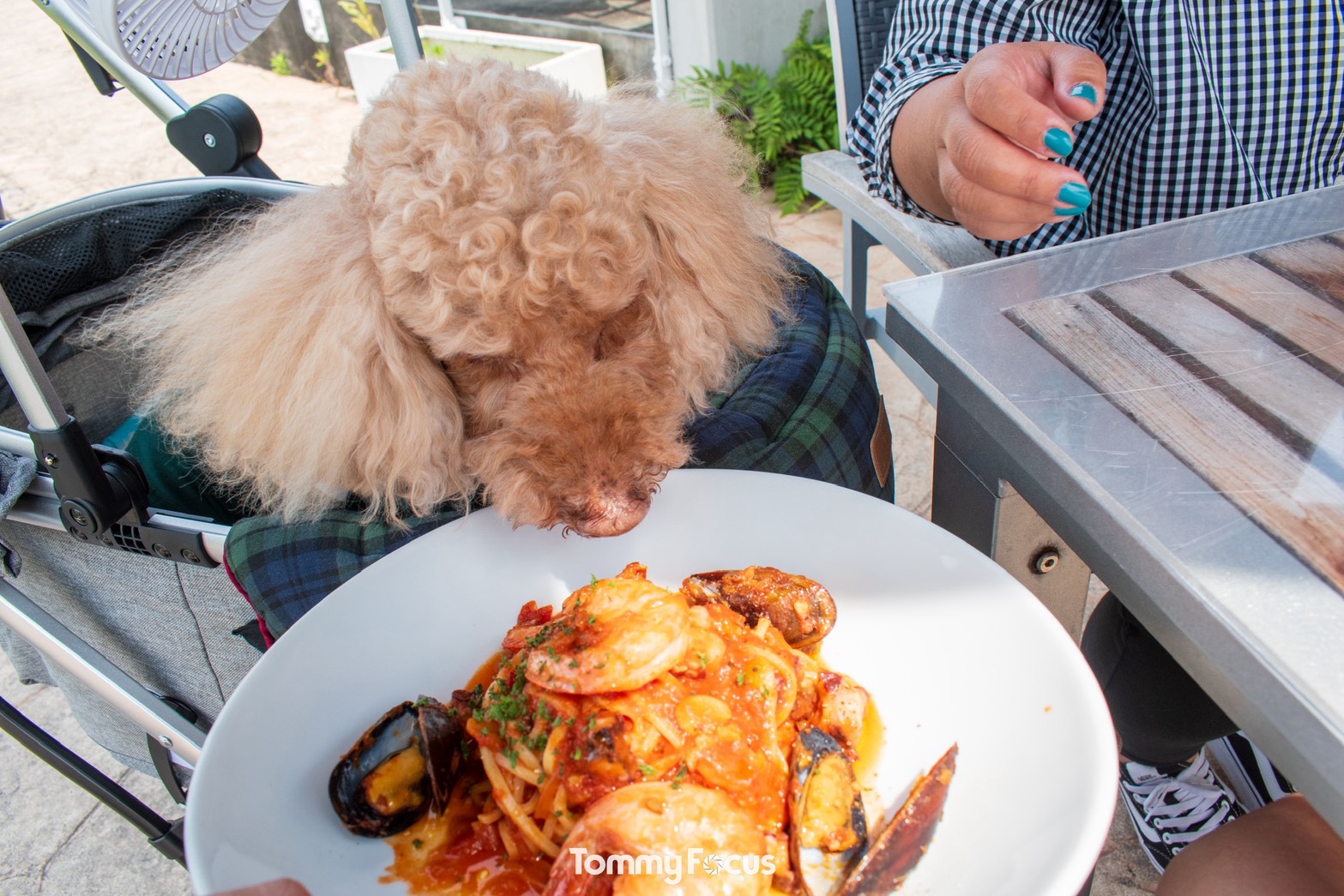 愛犬と一緒に楽しめるおススメスポット✨🤗