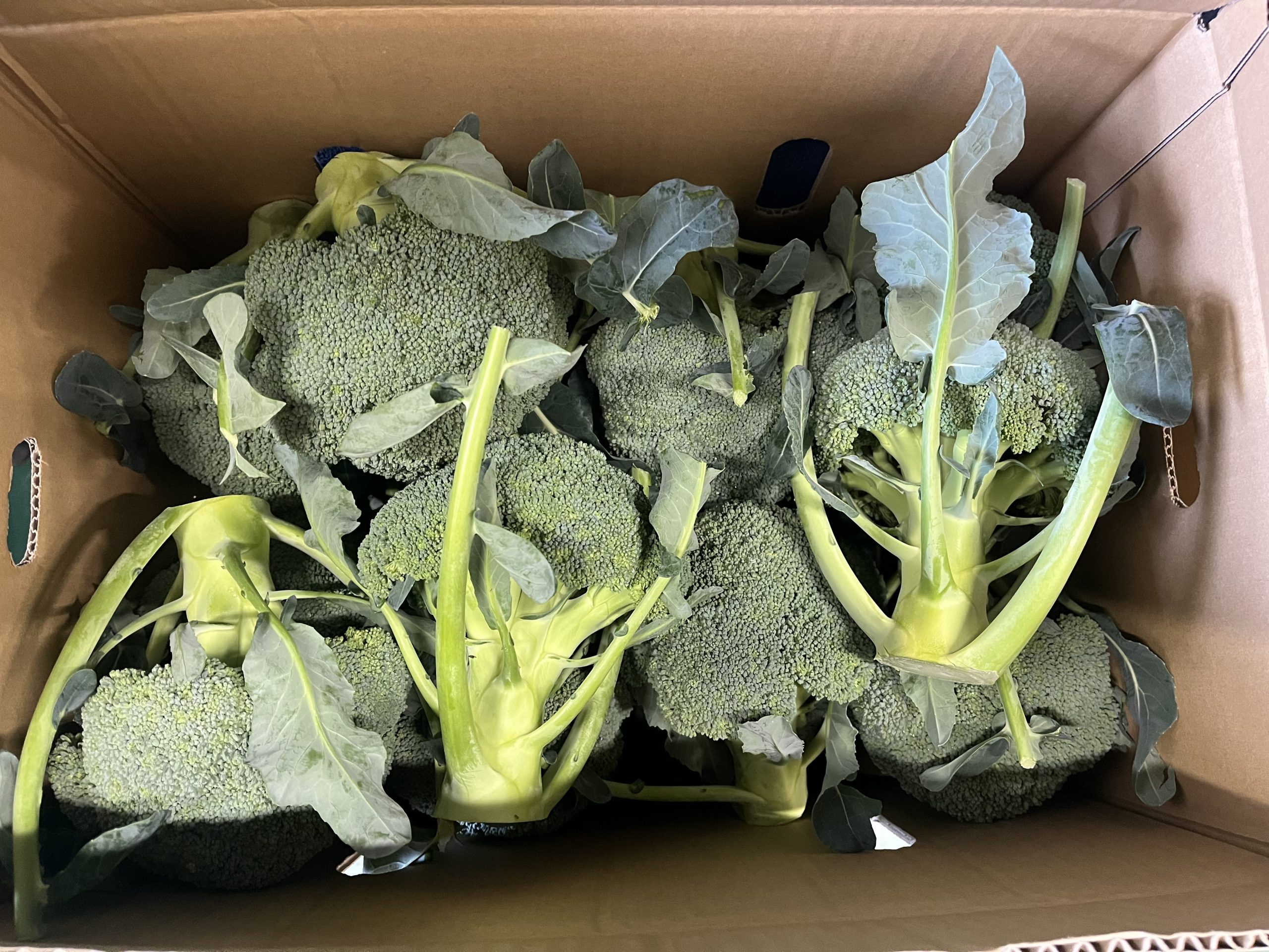 ブロッコリー🥦