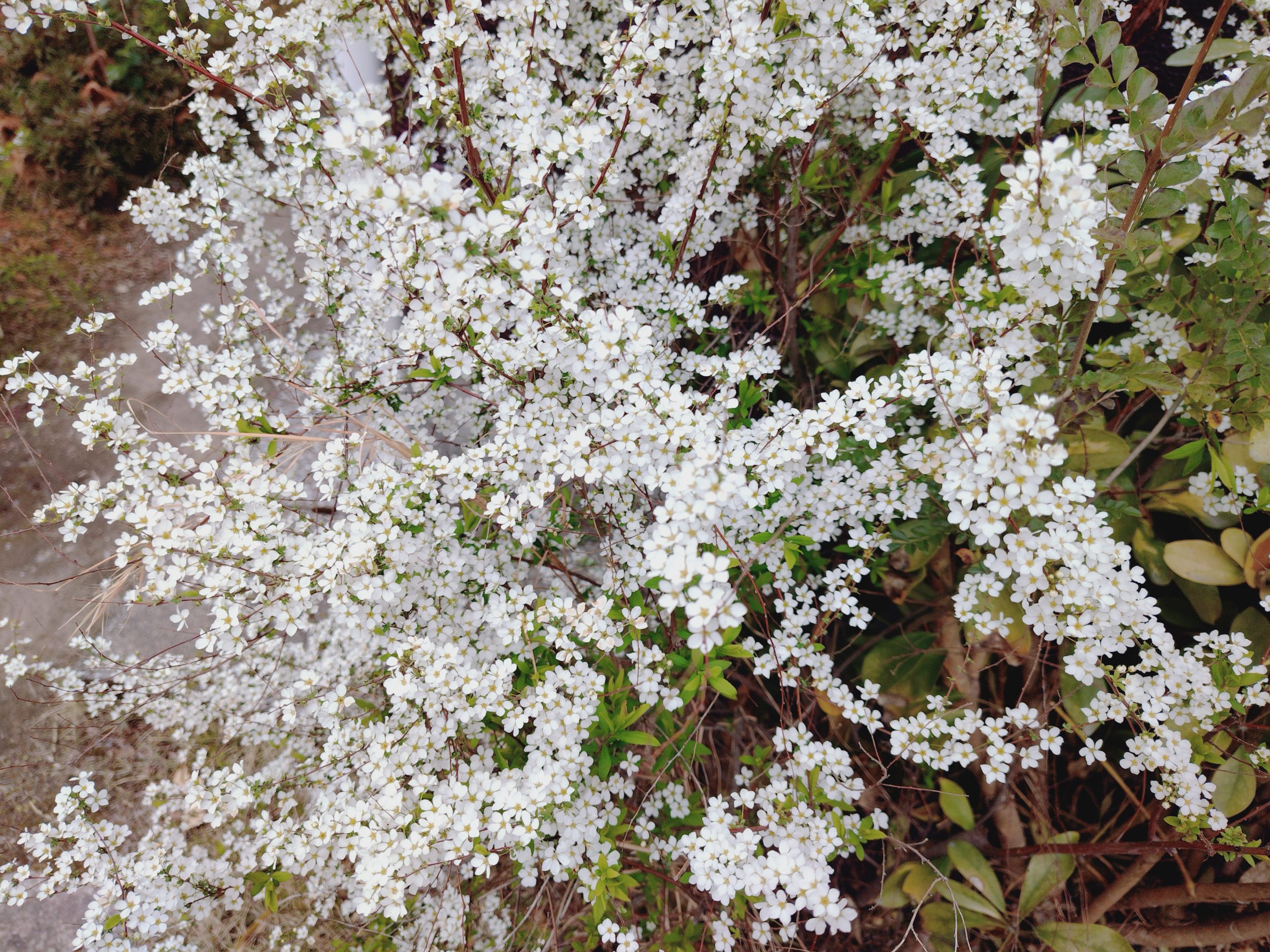 Dream Fairも3月29日(日)まで！！！