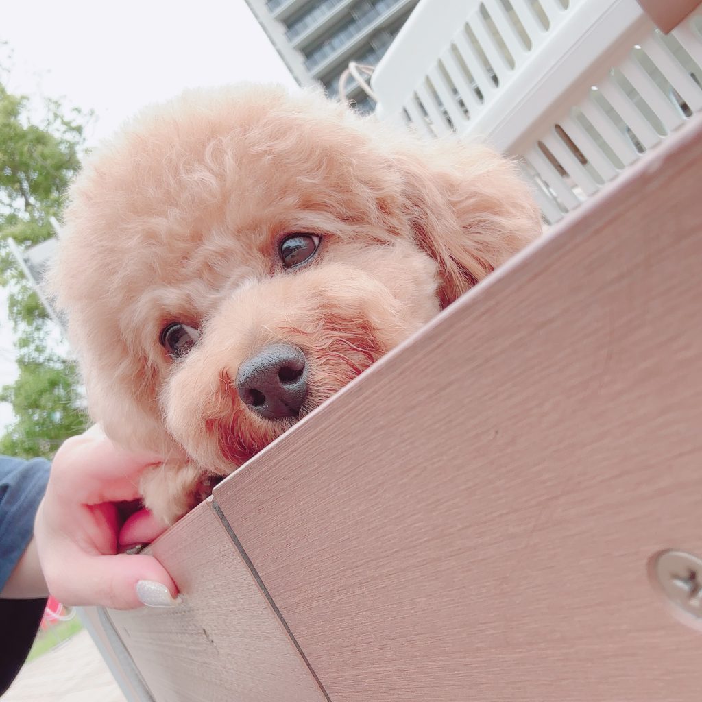 画像に alt 属性が指定されていません。ファイル名: koko-1024x1024.jpeg