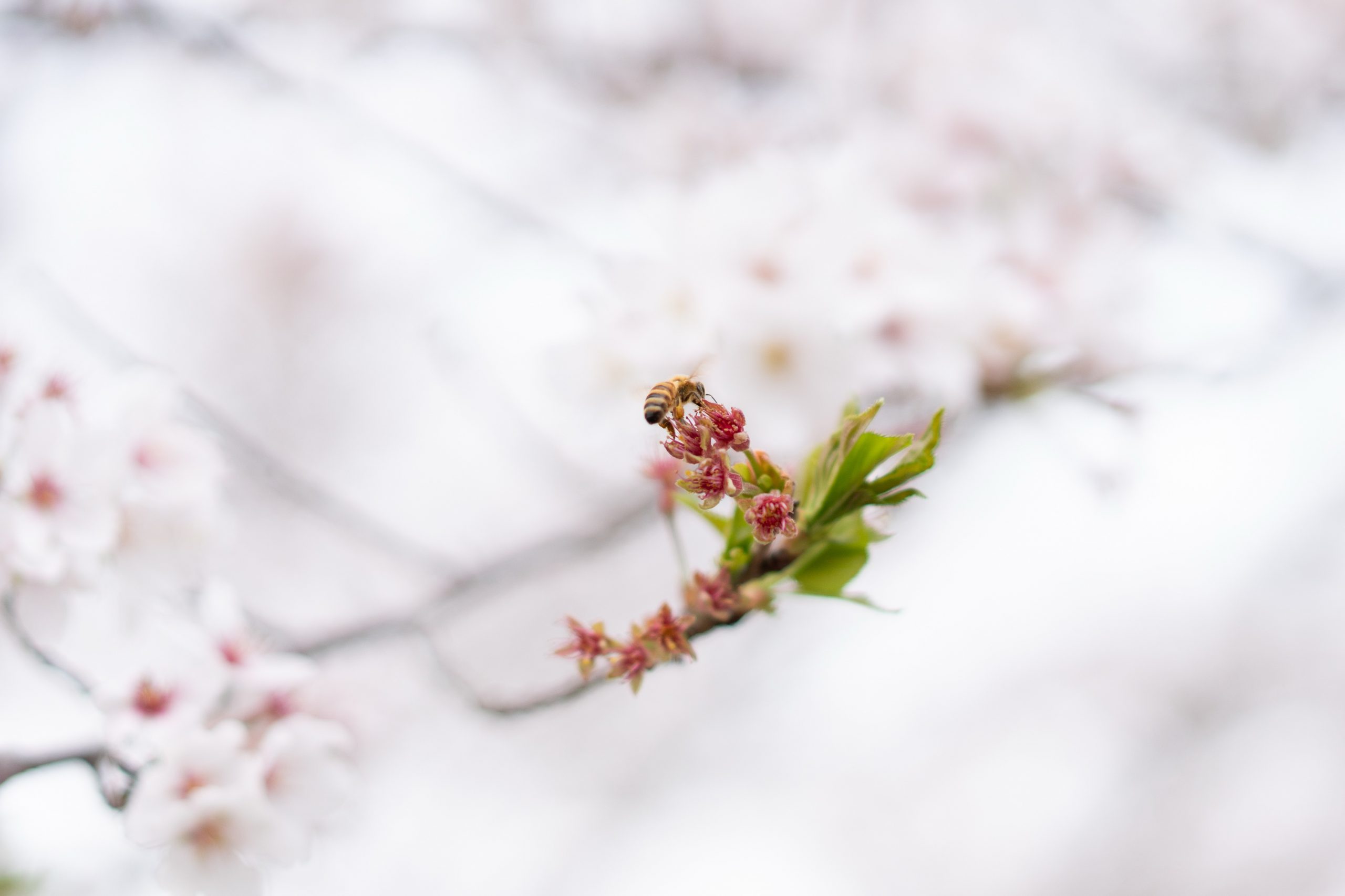 4月スタートです！🌸