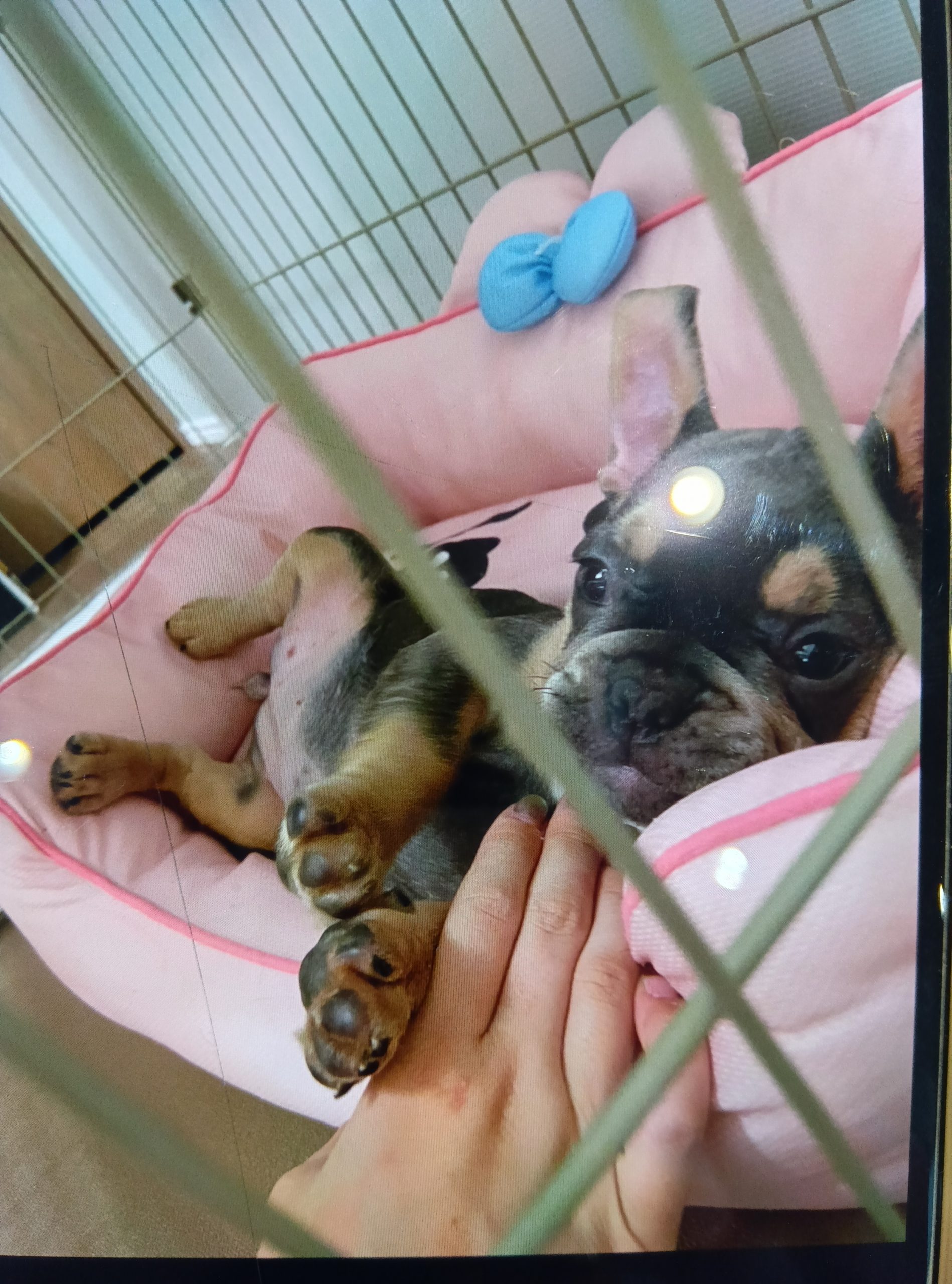 かわいい家族の紹介です | 【公式】 株式会社ホンダモビリティ九州